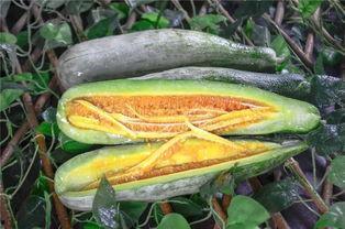 网红吃播模拟器 